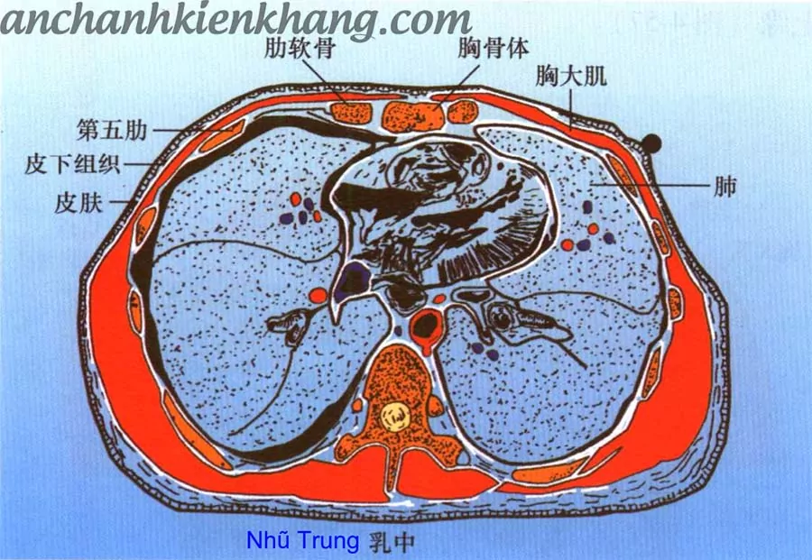 Vị trí của Huyệt Nhũ Trung?