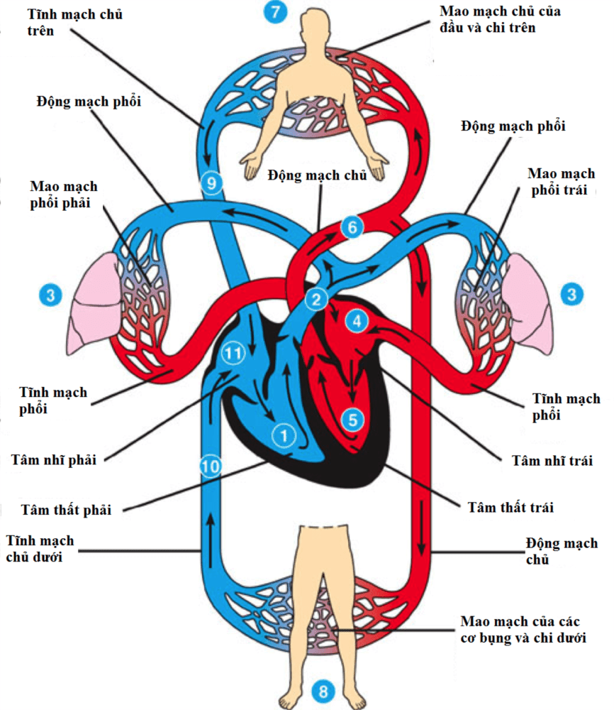 Vòng tuần hoàn máu là một hệ thống quan trọng trong cơ thể đảm bảo sự lưu thông của máu từ tim đến các cơ quan và mang trở lại máu từ các cơ quan đó về tim. Nếu bạn muốn hiểu rõ hơn về cách hoạt động của vòng tuần hoàn máu, hãy xem hình ảnh liên quan đến chủ đề này.