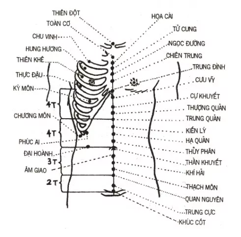 Tác dụng của Huyệt Cự Khuyết đối với sức khỏe.