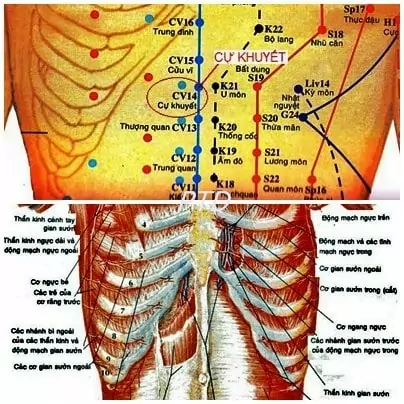 Vị trí Huyệt Cự Khuyết nằm ở đâu?