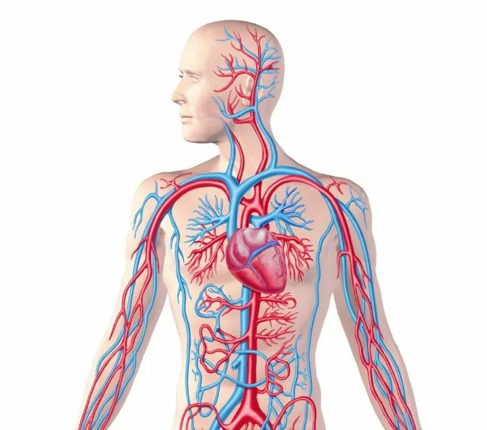 Hệ tuần hoàn máu trong cơ thể người