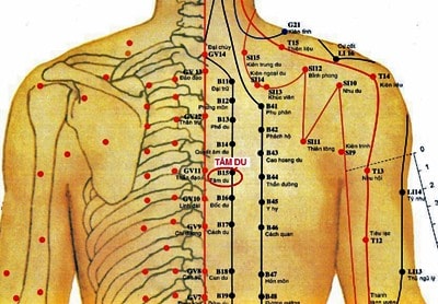 Huyệt Tâm Du là gì?