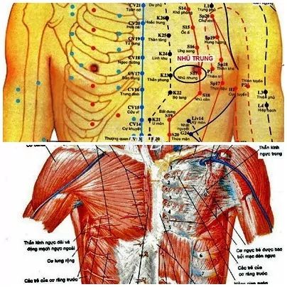 Tác dụng của Huyệt Nhũ Trung