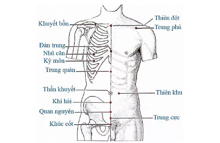 vi tri cac huyet tren co the nguoi vung nguc bung